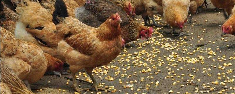 散养土鸡怎么养殖，定时给鸡注射疫苗