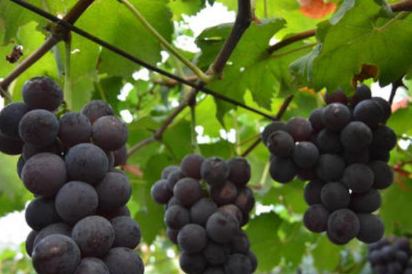 巨峰葡萄种植技术