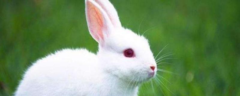 獭兔养殖技术及注意事项