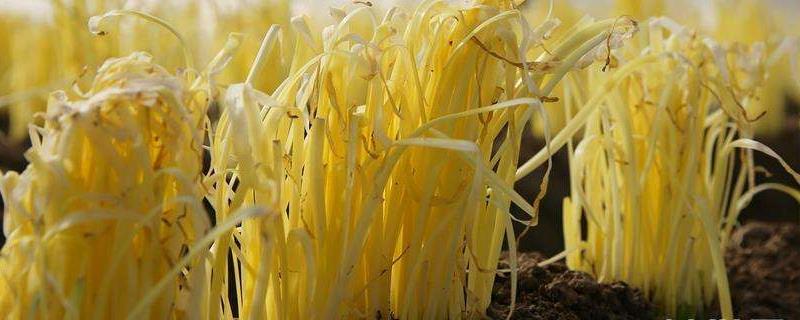 韭黄种植技术，附韭黄的疾病防治
