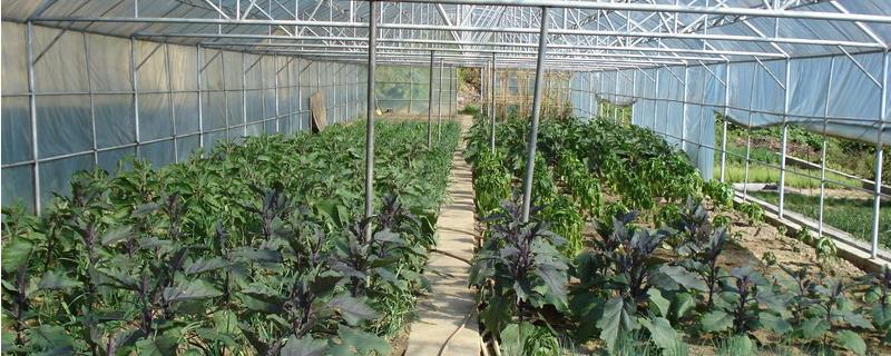 蔬菜大棚种植技术，需控制好棚内的温湿度