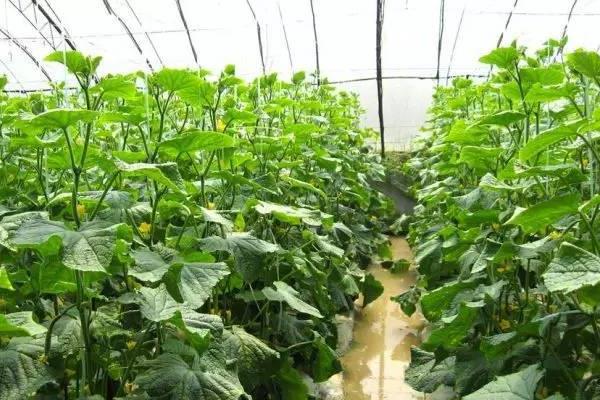 蔬菜大棚种植技术