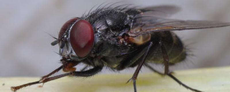 苍蝇养殖技术，可引进种蝇也可自行培育