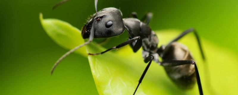 蚂蚁是昆虫吗，附蚂蚁窝的四种蚂蚁介绍