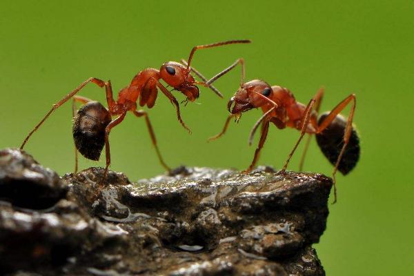 蚂蚁是昆虫为什么正确答案？