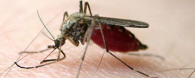 蚊子寿命是多少天，蚊子都吸血吗？