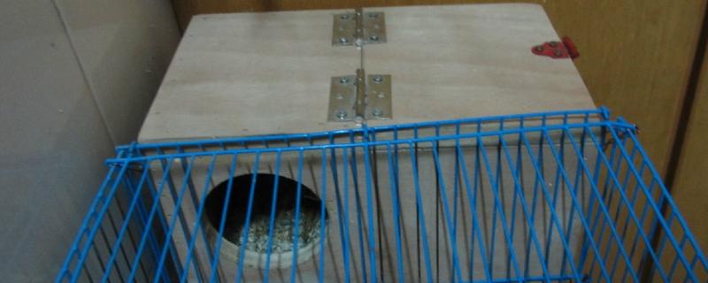 虎皮鹦鹉孵化箱制作方法，关键在于用木屑做垫料