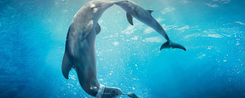 海豚是哺乳动物吗，主要分布在哪里