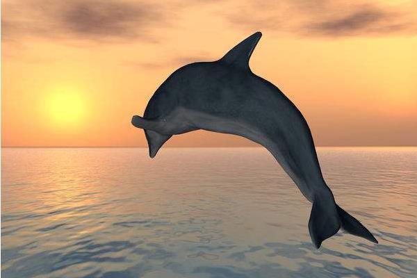 海豚是哺乳动物吗