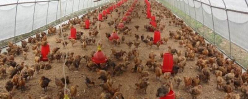 新式养鸡大棚的建造，根据饲养密度调整大棚面积