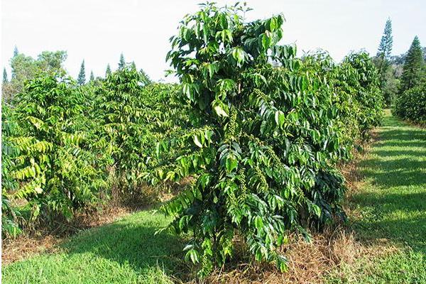 咖啡豆种植技术