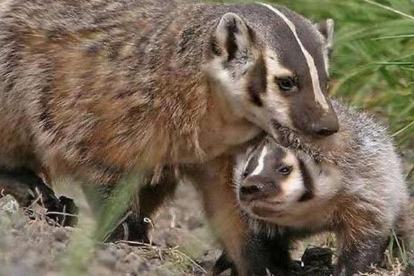 狗獾子是几级保护动物