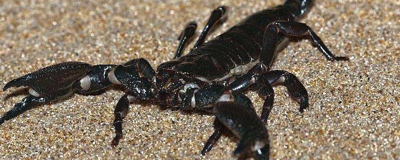 蝎子是昆虫吗，吃什么，有哪些生长特征