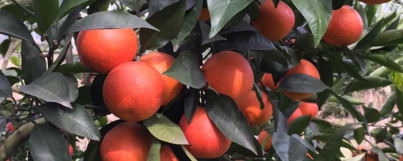 血橙多少钱一斤，种植前景如何