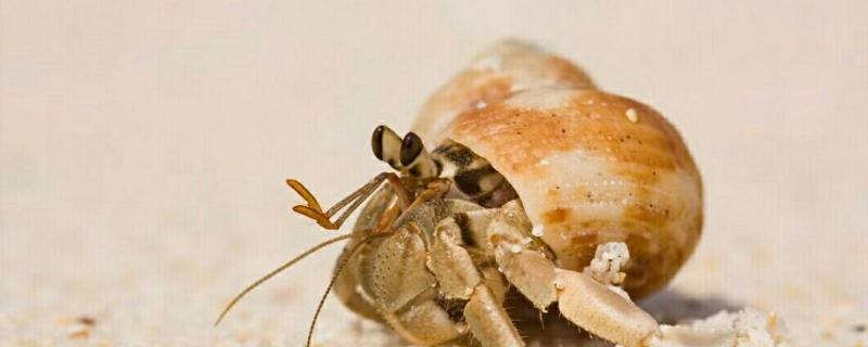 寄居蟹吃什么食物，附寄居蟹的生活习性