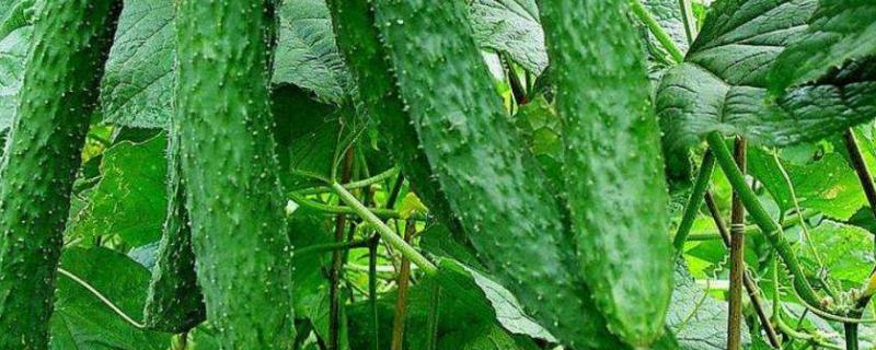 大棚黄瓜种植技术，选择抗病能力强的优质品种