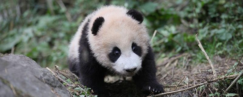 大熊猫咬人吗，是否吃肉，主要吃什么