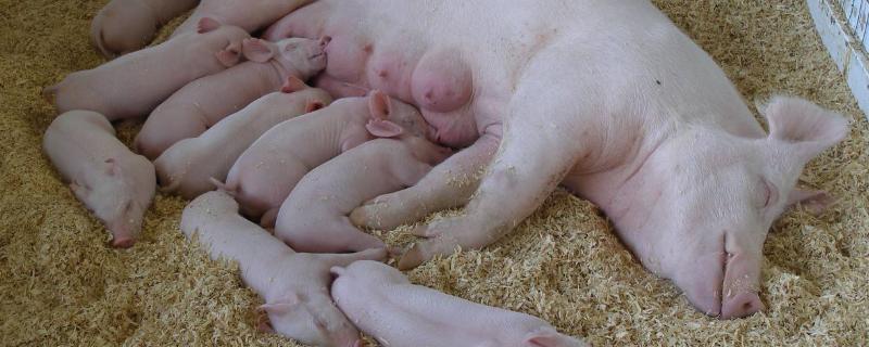 后备母猪的饲养管理技术，按大小、强弱来进行分群饲养