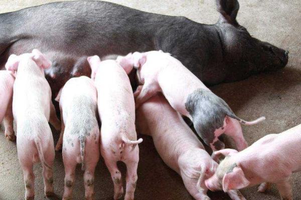 后备母猪的饲养管理技术