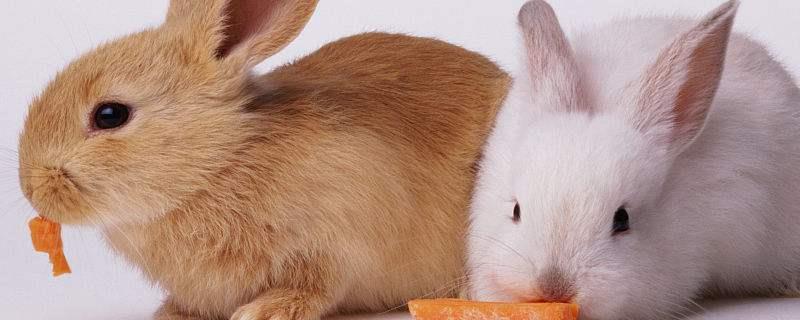 兔子养殖设备有哪些，不同生长阶段的兔笼不同
