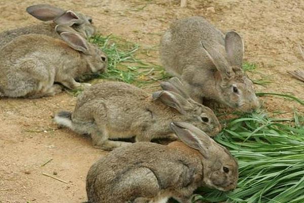 兔子养殖设备有哪些