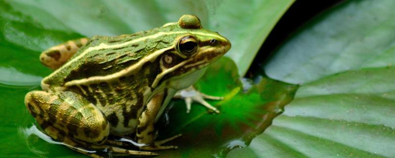 青蛙的资料有哪些，青蛙如何繁殖发育