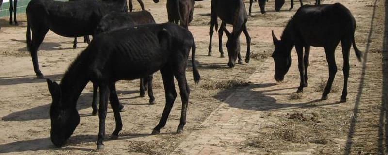 肉驴养殖场建设方案，要进行分区设置
