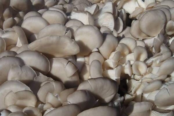 凤尾菇的种植要求条件