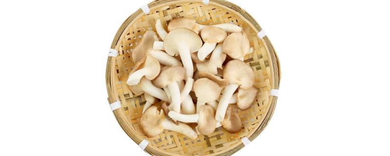 凤尾菇的种植要求条件，不同时期对营养成分需求不同