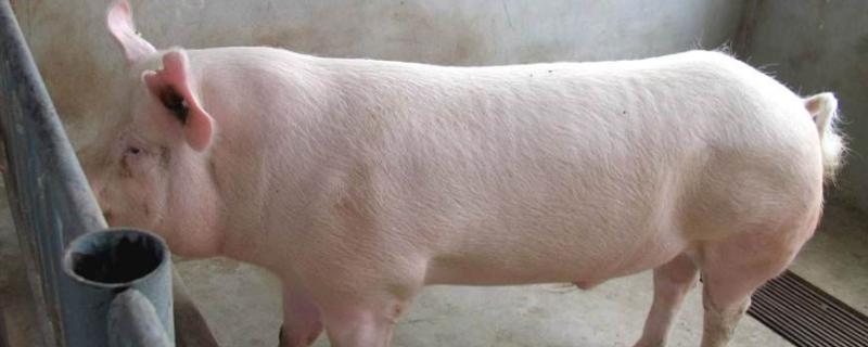 二元母猪养殖技术，不同生长阶段的饲喂方法不同