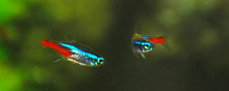 霓虹灯鱼怎么繁殖，附繁殖时间和孵化管理