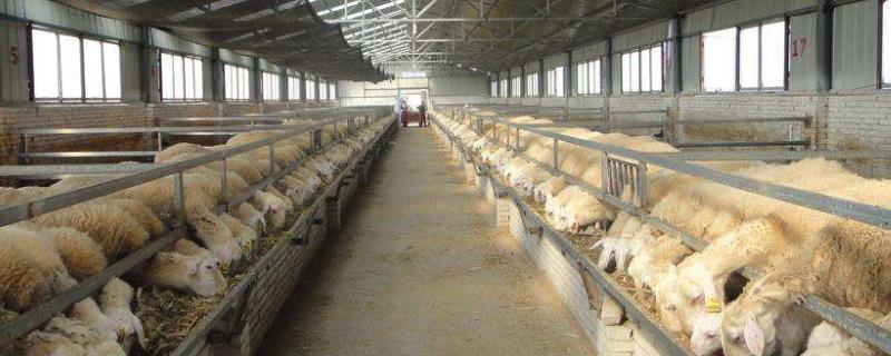 发酵床养羊技术，圈舍需干燥通风