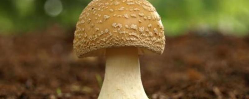 蘑菇种植技术，注意控制温、湿度