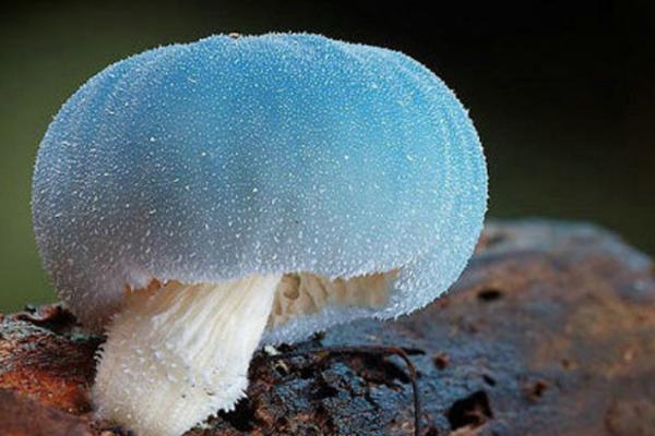 蘑菇种植技术
