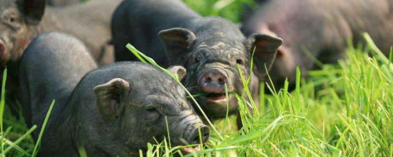 种公猪的饲养管理要点，喂养种公猪的目的在于配种