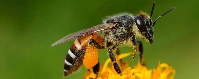工蜂为什么咬蜂王，蜂王和工蜂是内互助关系