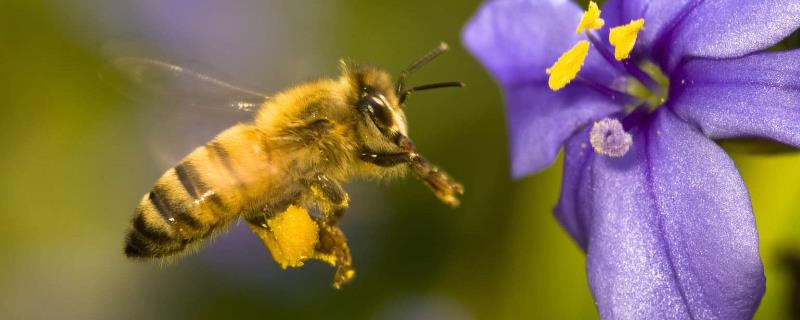 蜜蜂生活方式与特点，不同的蜂种各自有明确的分工