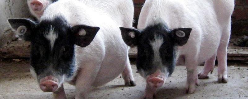 香猪养殖前景和利润，附养殖注意事项