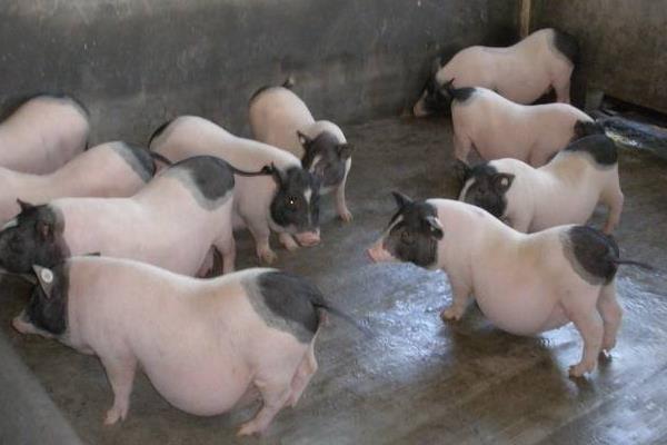 香猪养殖前景和利润