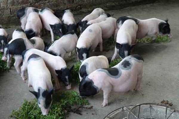 香猪养殖前景和利润