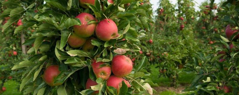 苹果树管理方法，保留适量花朵去掉多余果实