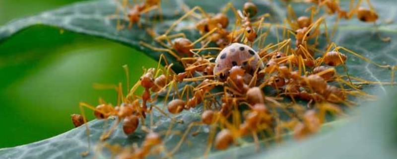 社会性昆虫有哪些，分别介绍蚂蚁、蜜蜂、白蚁和黄蜂