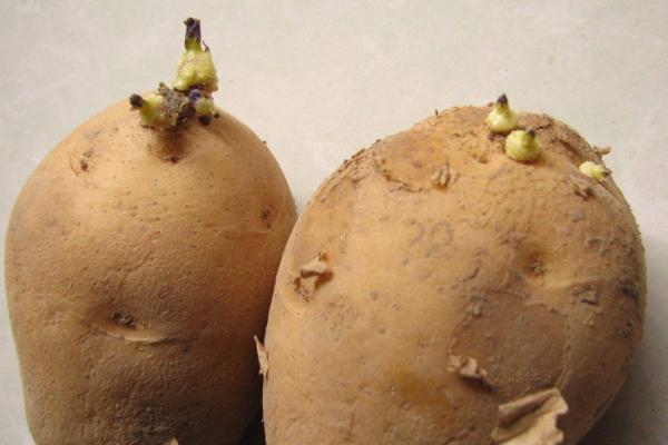 土豆发电原理是什么