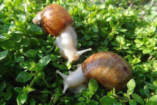 白玉蜗牛的生活环境