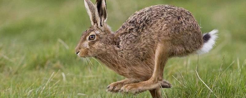 野兔养殖模式有哪些，分别介绍圈地养殖、室内笼养、圈地兔舍结合和放养