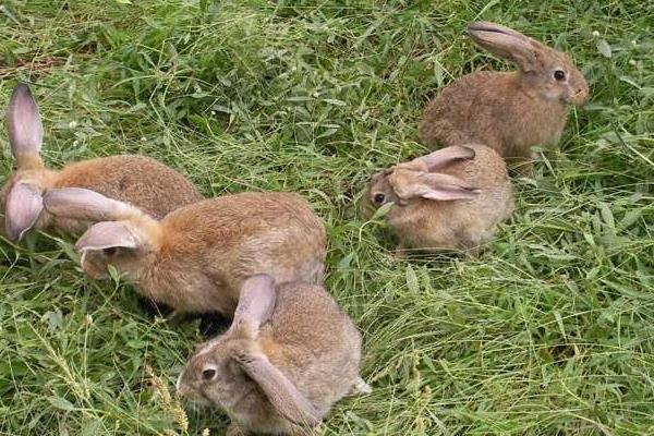 野兔养殖模式有哪些