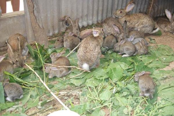 野兔养殖模式有哪些