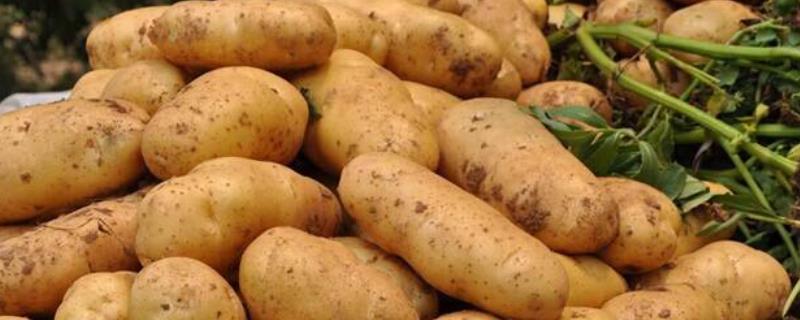 红土豆和白土豆有什么区别，外观、营养价值、价格和口感均不同