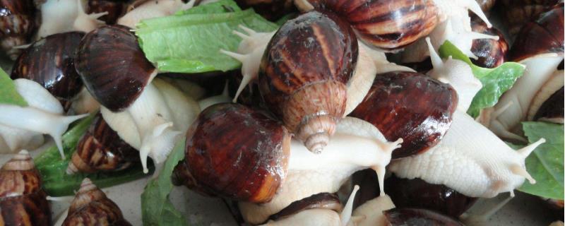 白玉蜗牛的生活环境，喜欢夜间活动，喜欢温暖的环境