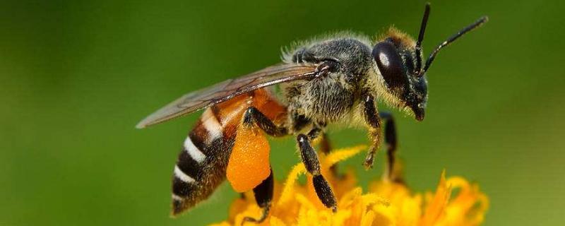 蜜蜂采蜜的过程，不同的蜂种分工协作